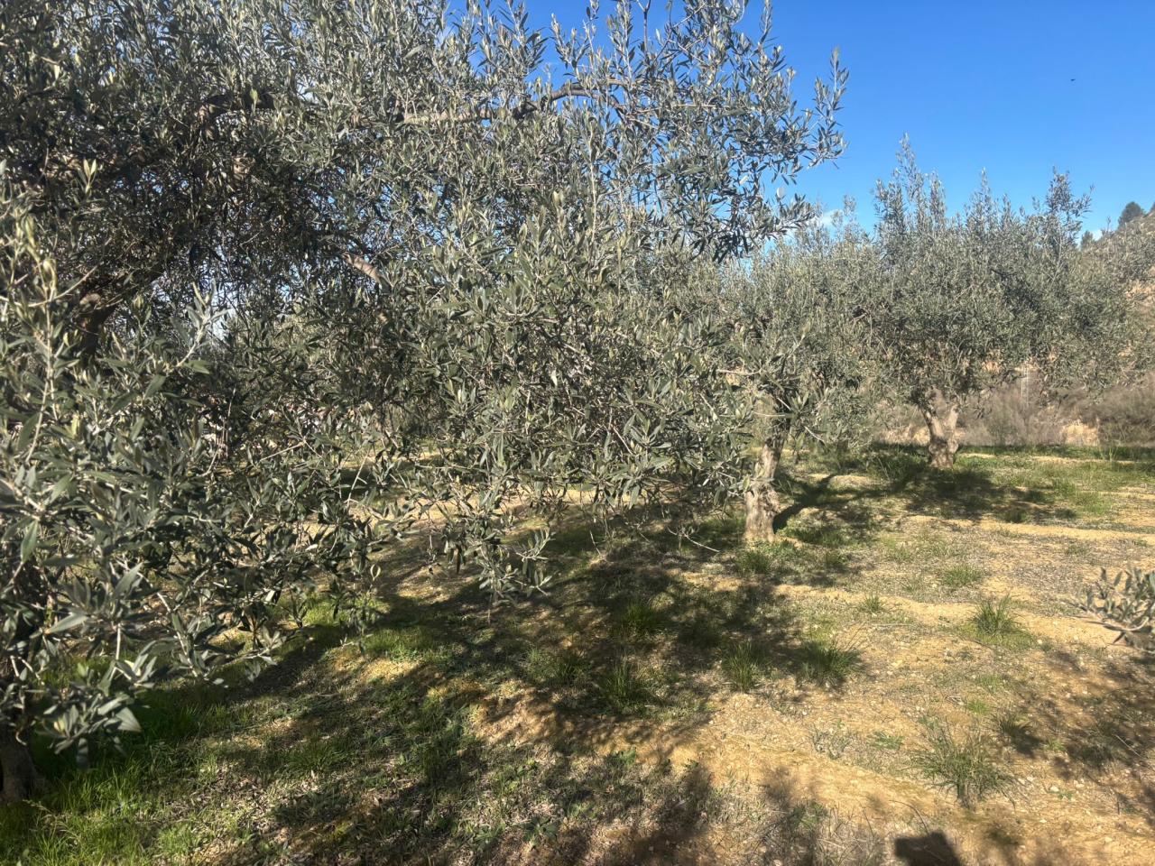  se venden dos casas en Pliego Juntas con terreno (Ref. 541)